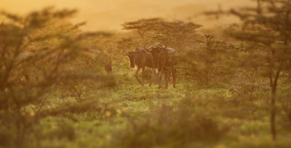 Wildebeest-morning-in-the-trees-980×500