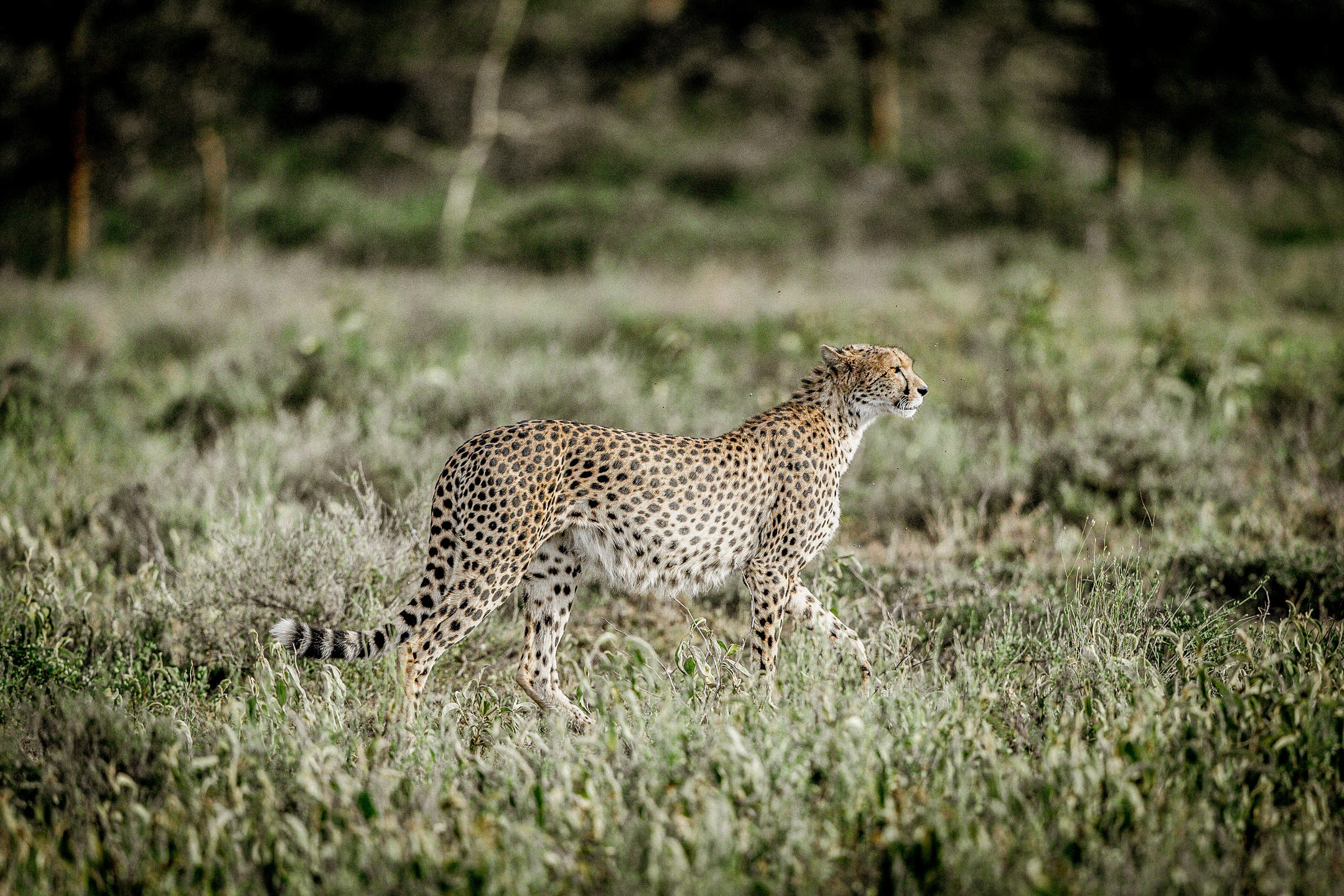 Mwiba Lodge Wildlife