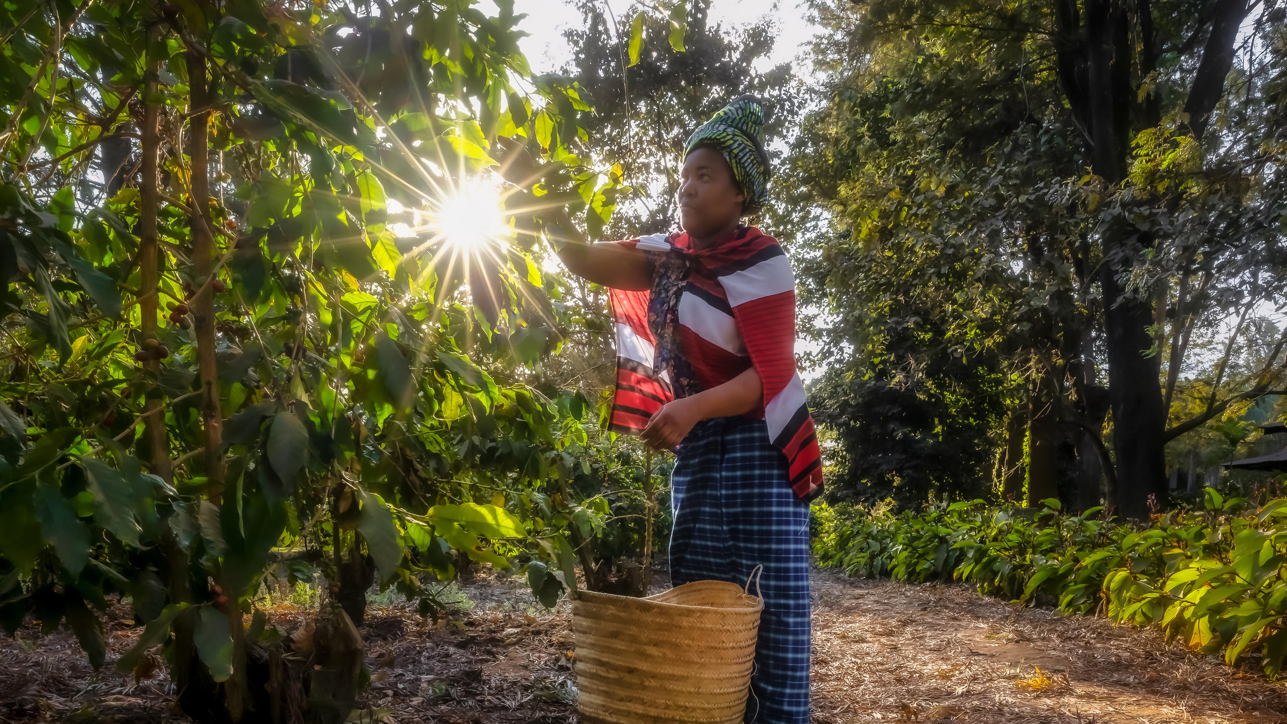 arusha_coffee_lodge_-_coffee_harvest